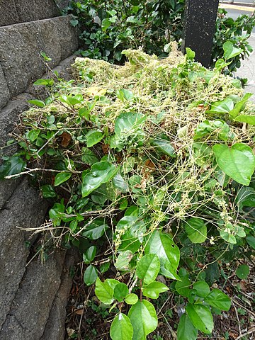 Cuscuta growing on a plant