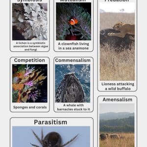 relationships in nature