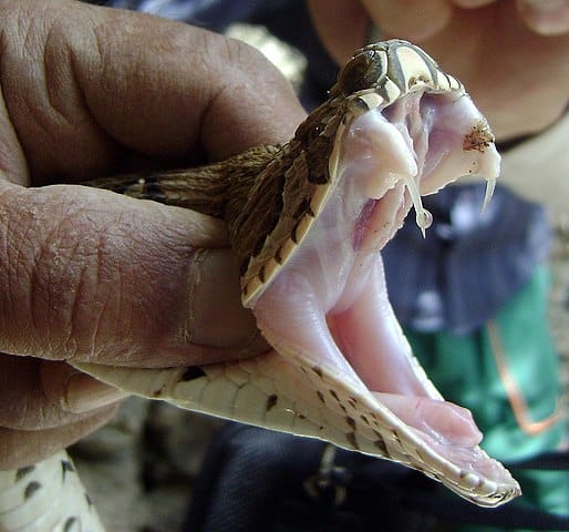 Venom enters the bloodstream when the snake punctures a blood vessel with the help of fangs