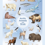 Smore-Arctic Animals