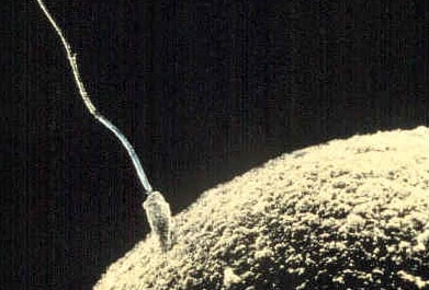 A sperm cell fertilizing an ovum