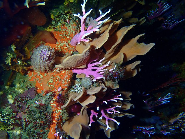 Sponges and corals