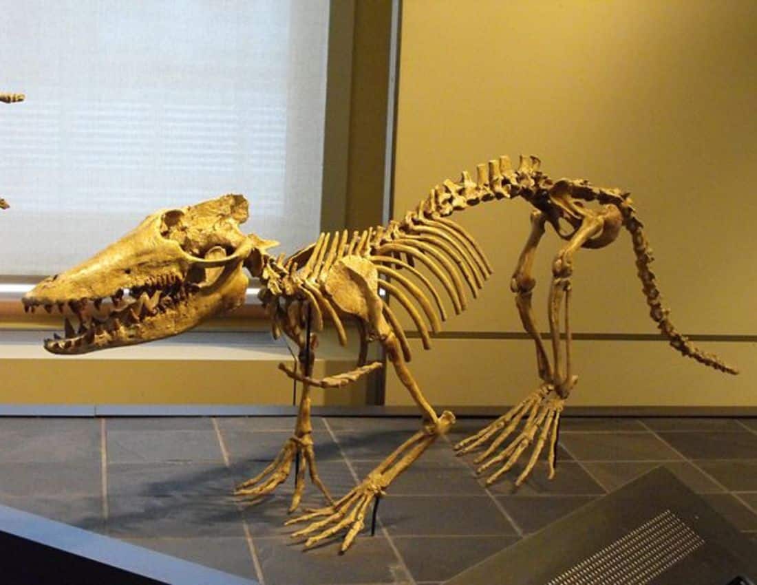 This is a fully preserved skeleton of the Pakicetus, tthe first ancestor of modern whales.