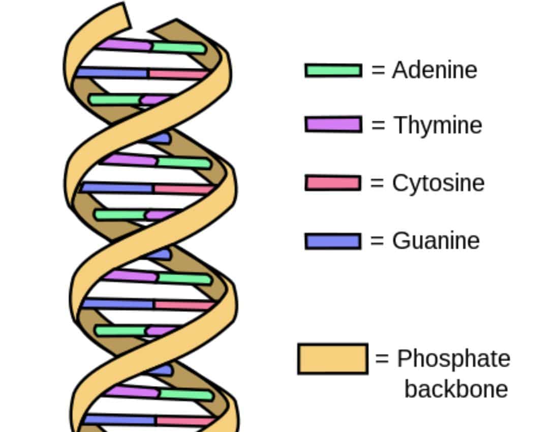 Simple structure of DNA