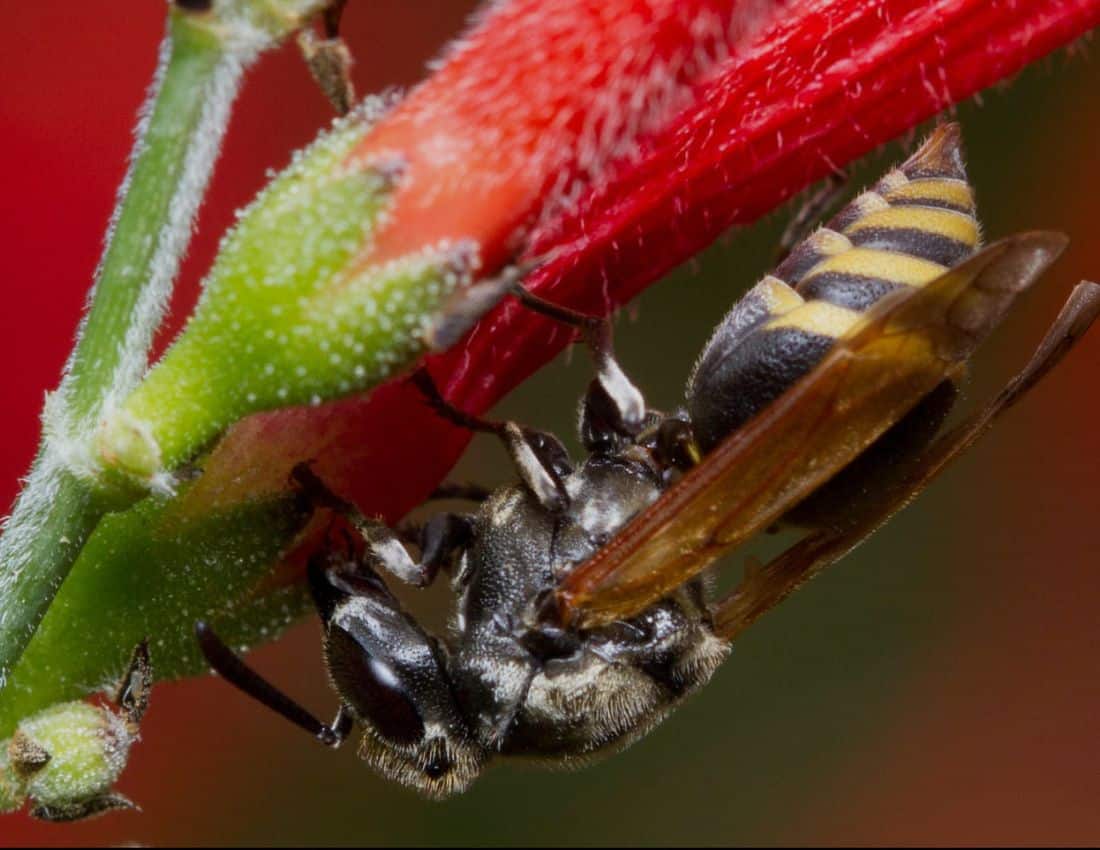 A Mexican honey wasp Brachygastra mellifica. Attribution: University of Texas at Austin