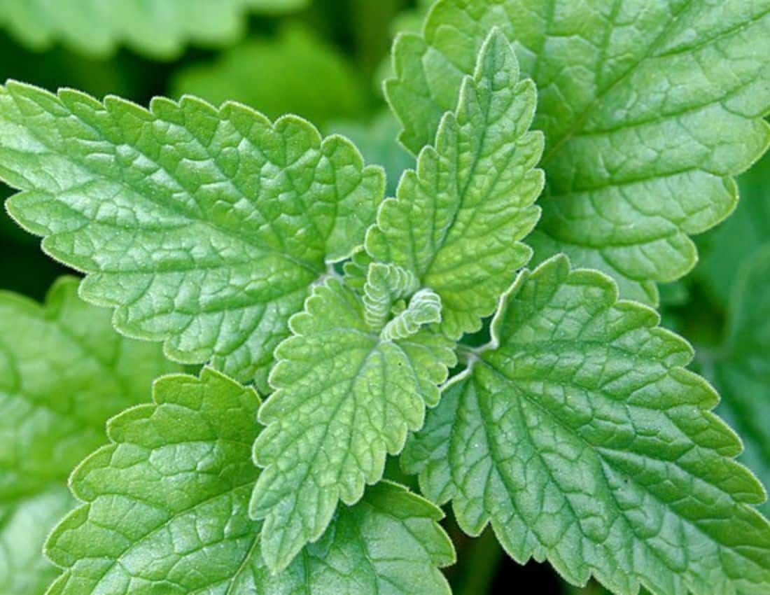 The minty leaves of the catnip plant