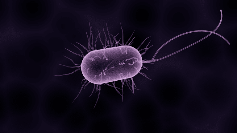 bacteria