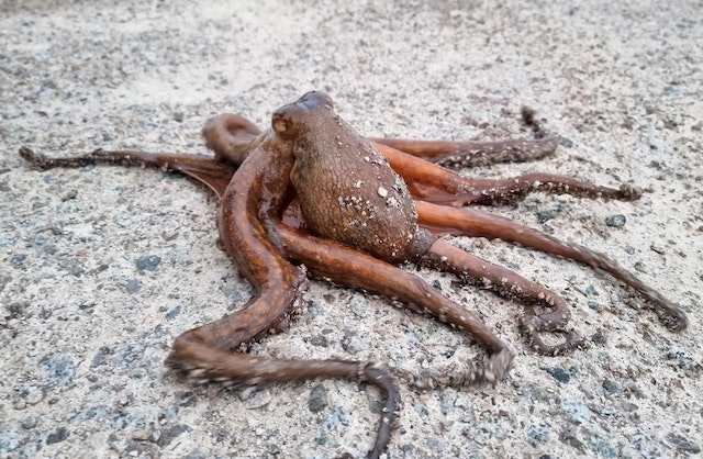 Octopus in sand. Barcelona Spain