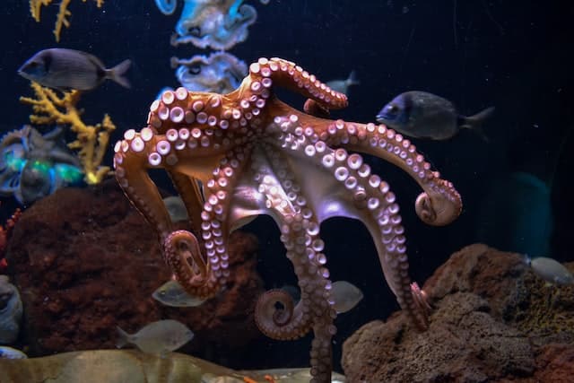 The suckers of an octopus