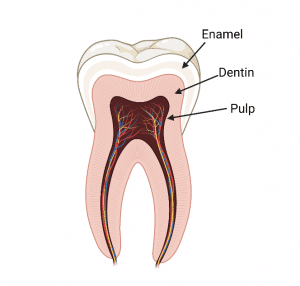 How do Cavities Form? - Smore Science