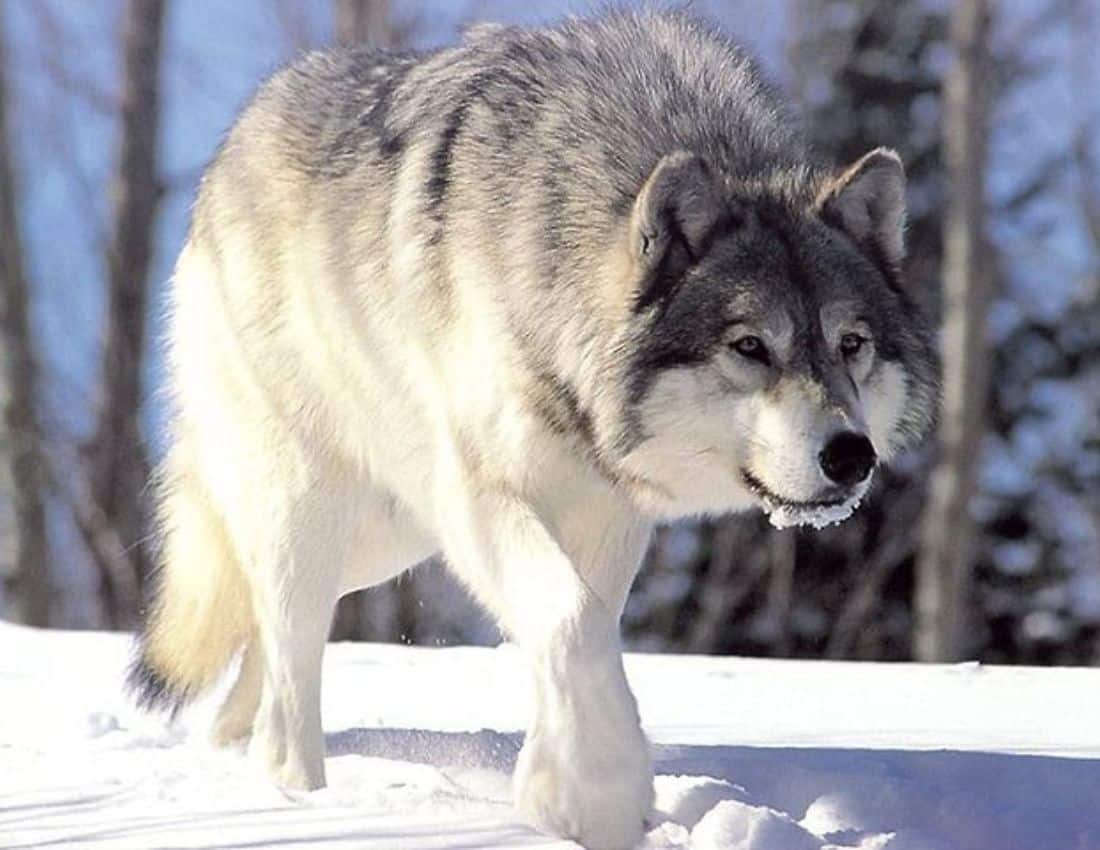 Canis lupus