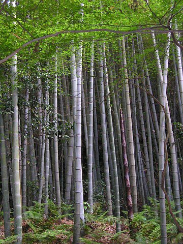 Bamboo_forest