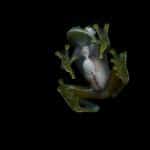 Glass frogs hide their blood cells in their liver when they sleep