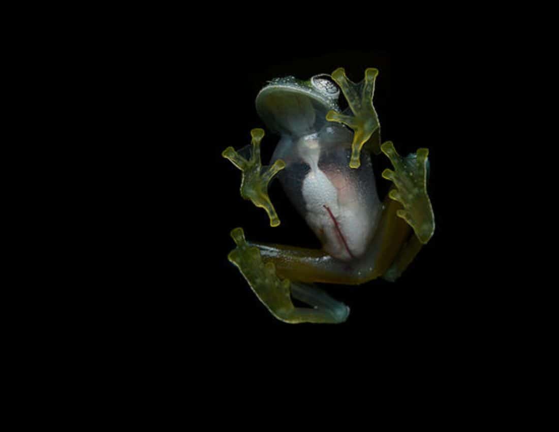 Glass frogs hide their blood cells in their liver when they sleep