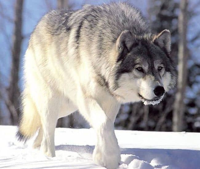 Canis lupus, Credit: Wikimedia/Chris Muiden