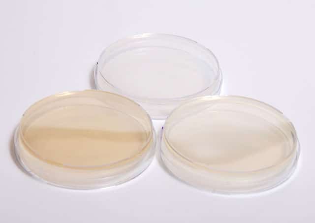 Lab grown meat is cultured in Petri dishes such as these