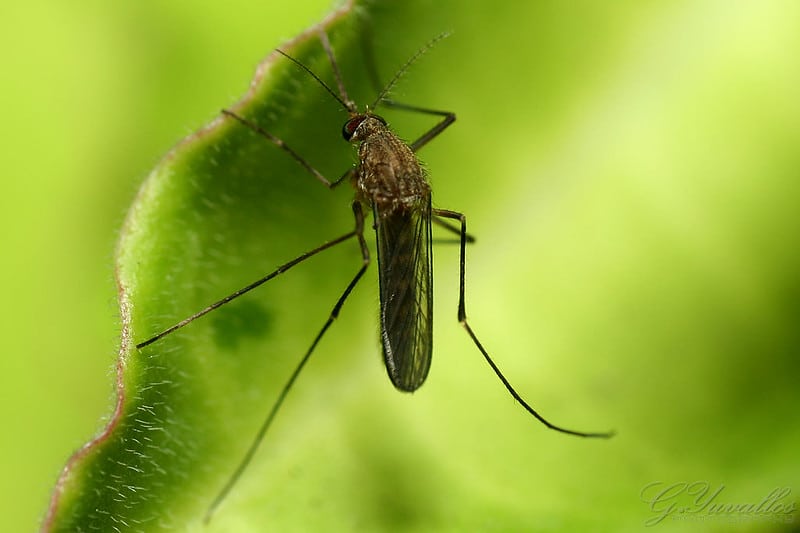 A mosquito sitting on a plant