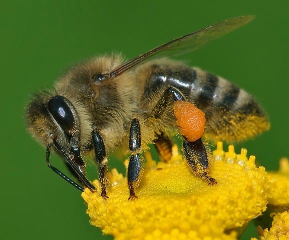 The honey bee – an important pollinator