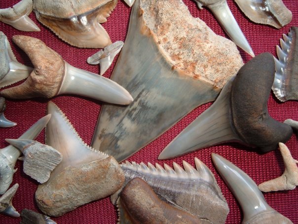 The only hard part of a shark is its teeth