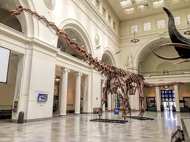 Titanosaur skeleton at the Field Museum of Natural History in Chicago, IL.