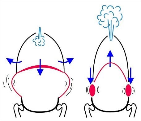 How does the diaphragm work?