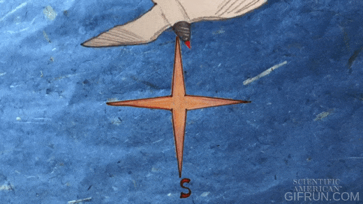 How_Do_Birds_Know_to_Fly_South