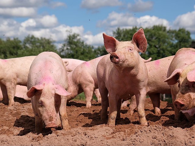 Pigs were revived by scientists by restarting their organ functions