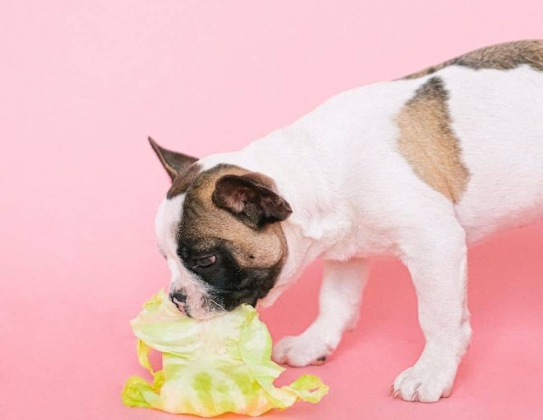 Depending on the availability of resources, dogs can adjust themselves either to a herbivorous or carnivorous diet.