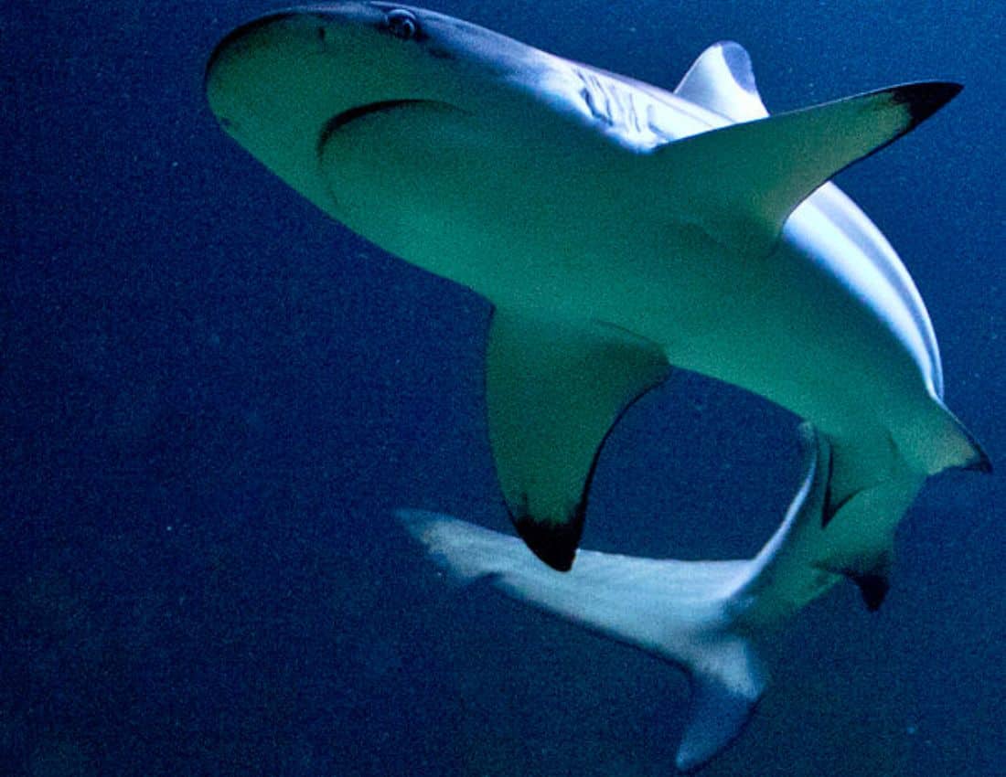 Meet the sharks