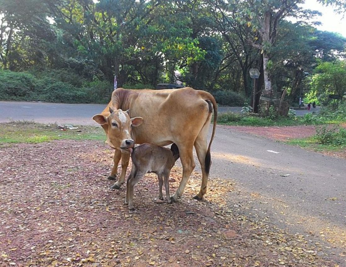 Cow with calf