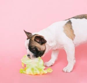 Depending on the availability of resources, dogs can adjust themselves either to a herbivorous or carnivorous diet.