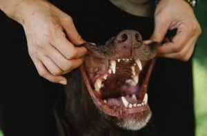 Notice how lengthened and sharp a dog’s canines are?