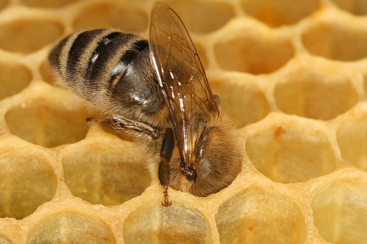 Bees eat honey