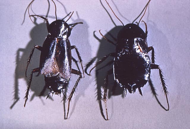 Blatta_orientalis_cdc_2