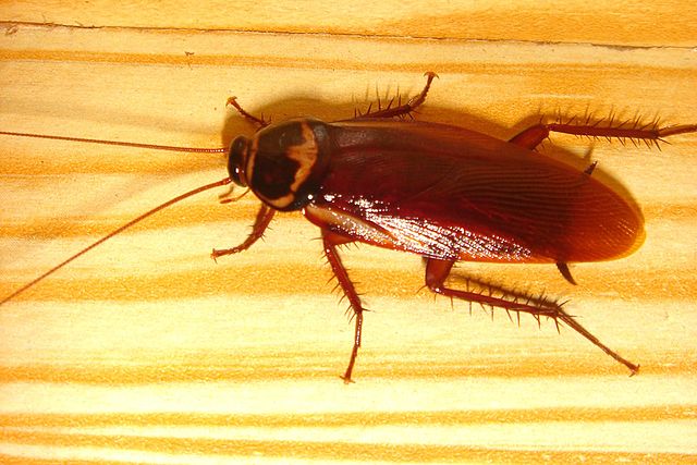 Cockroachcloseup