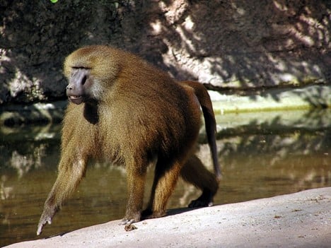 Baboons