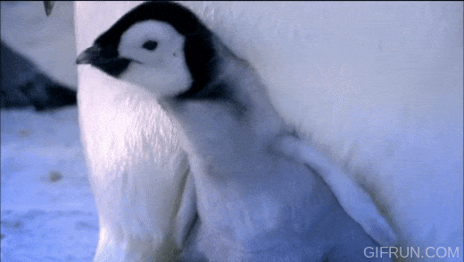 Baby Emperor Penguins Emerge_from Their Shells Nature