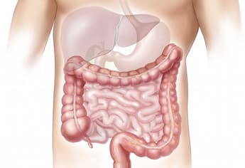Digestive System
