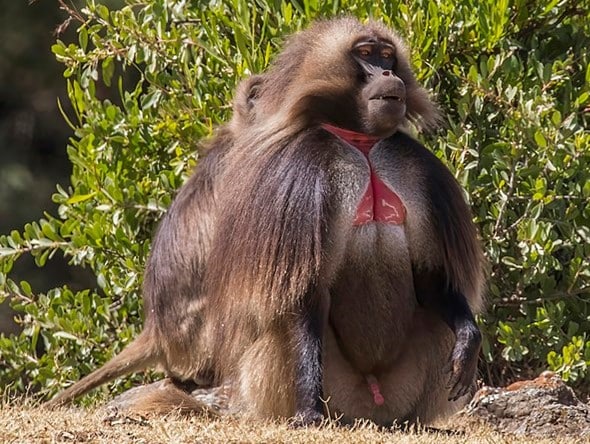 Geladas
