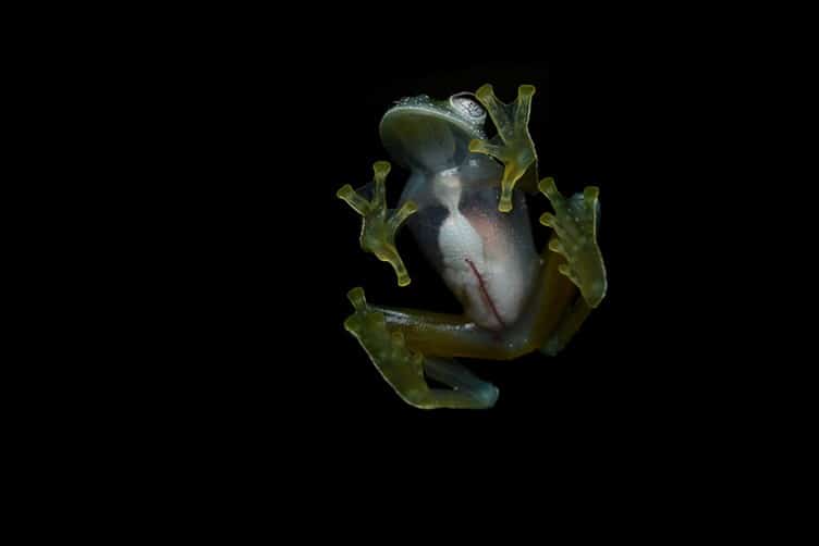 Glass Frog
