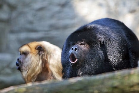 Howler Monkeys
