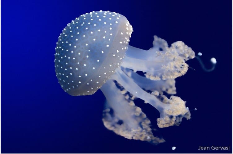 Jellyfish