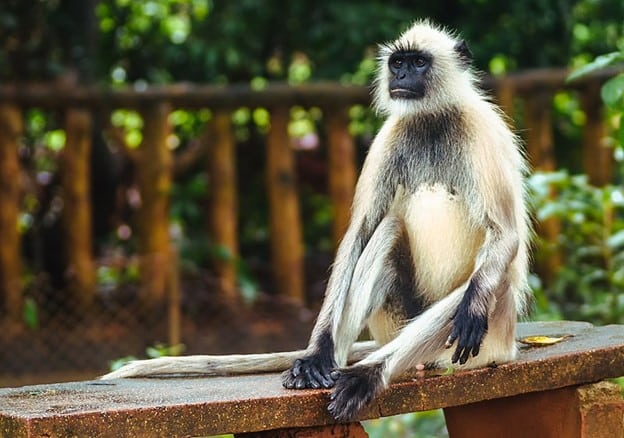Langur Monkey