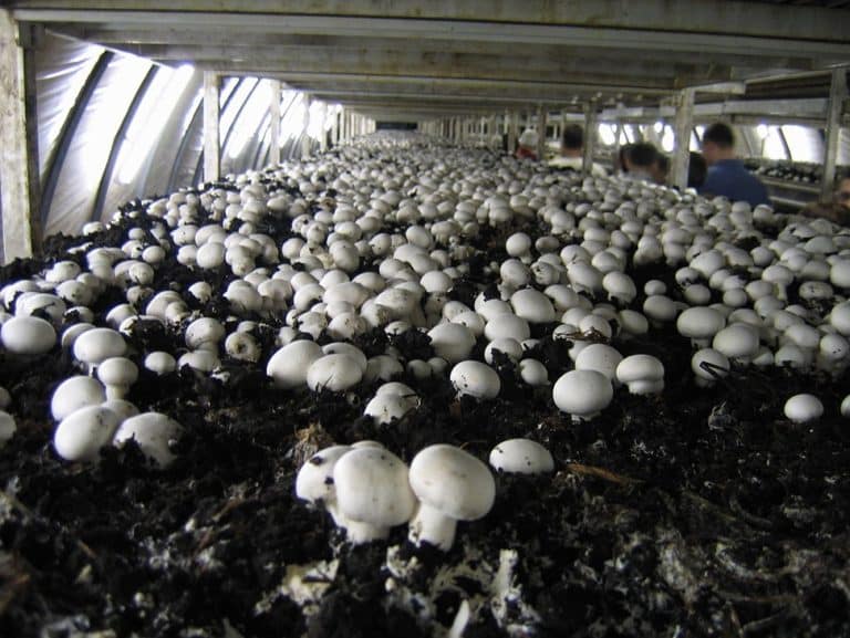Mushroom Farms
