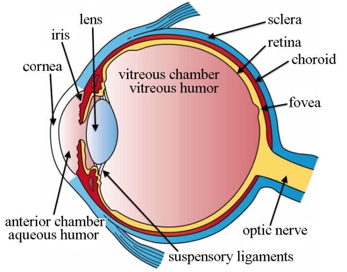Parts of an eye