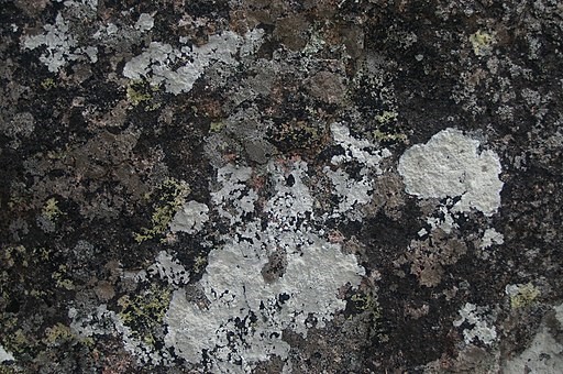Lichen