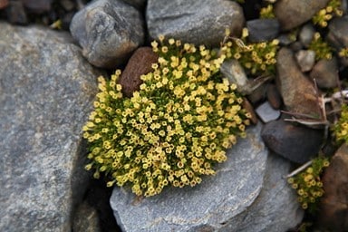 Arctic Pearlwort
