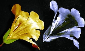 Flower under UV Rays
