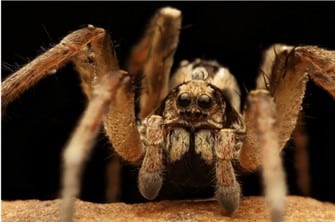 cave wolf spider