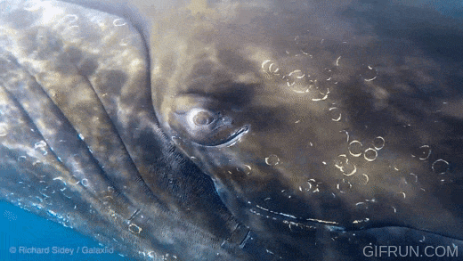 Really_really_close_to_a_Humpback_Whale_in_Antarctica